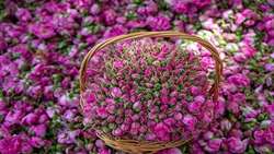پیش‌بینی برداشت ۷۰۰ تُن گل محمدی در ملایر